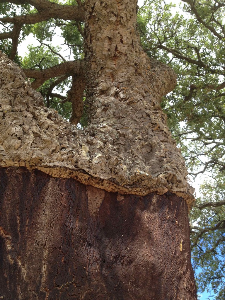 A cork tree from which some of the cork has been harvested